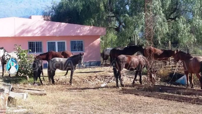 Secuestran 18 animales sueltos en Capayán
