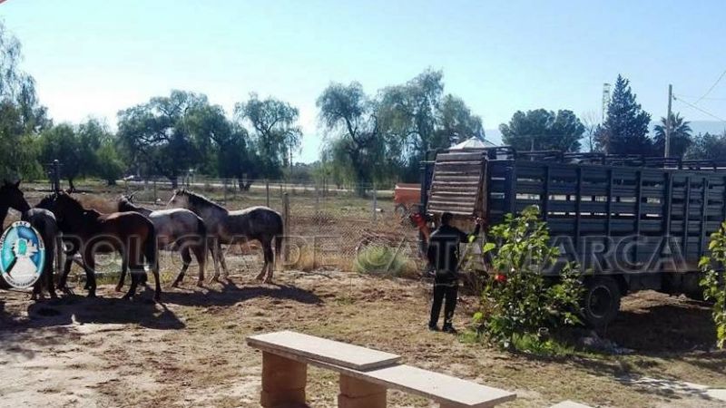 Secuestran 18 animales sueltos en Capayán
