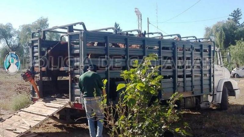 Secuestran 18 animales sueltos en Capayán