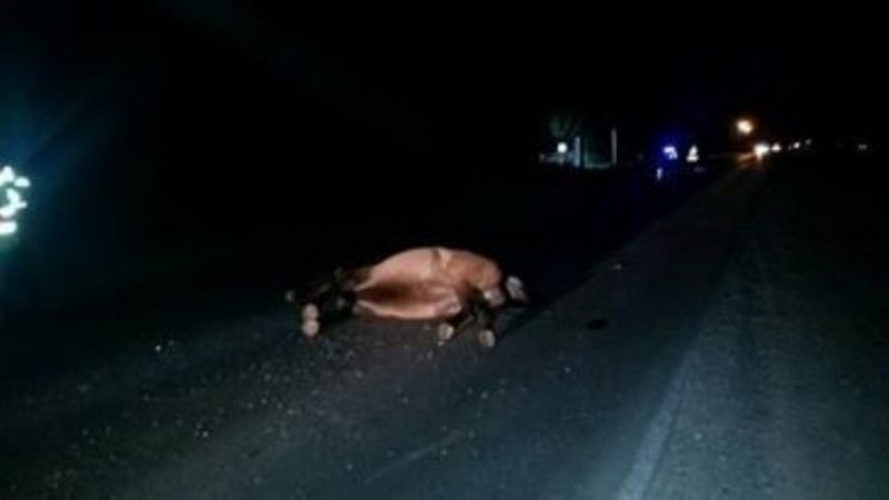 Auto con tres ocupantes chocó contra un caballo en Paclín