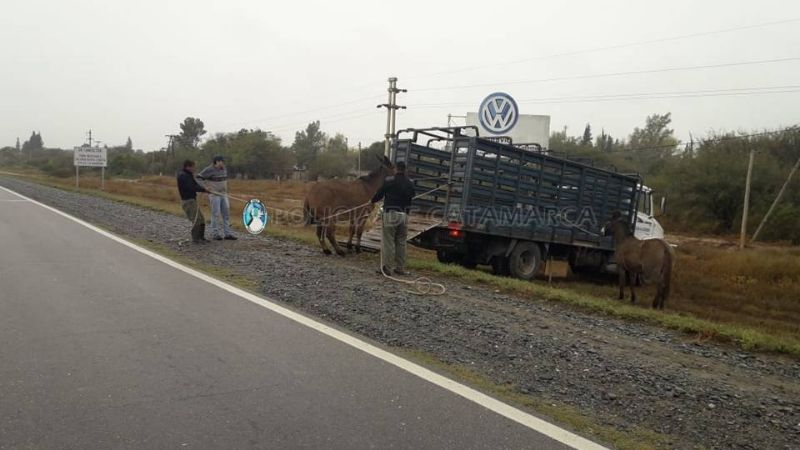 Secuestran animales sueltos en el sur de la Capital y en Capayán