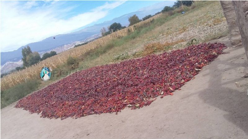 Un joven y un menor robaron más de 70 kilos de pimiento en Santa María