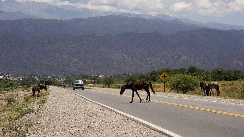 Secuestran animales sueltos en La Paz
