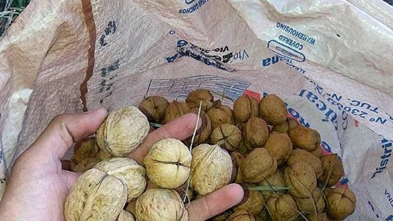 La producción de nuez en Andalgalá creció en un 70%