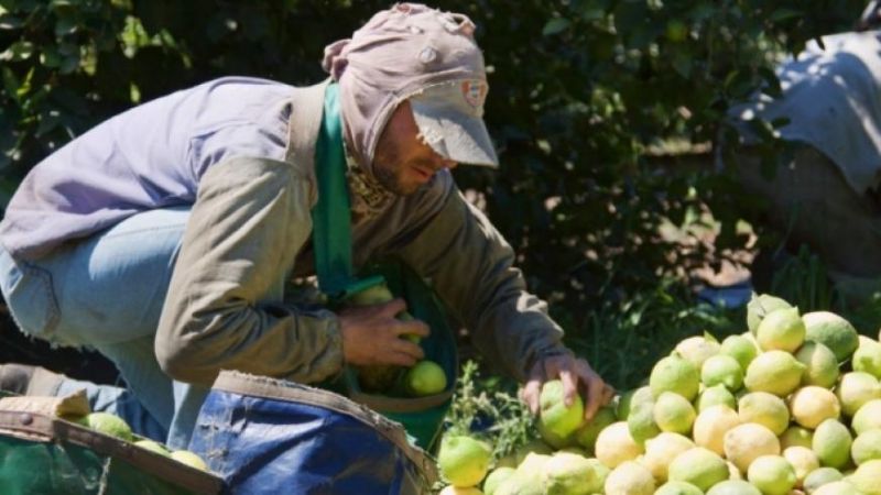 Por una plaga, se frena la exportación de limones tucumanos a EEUU