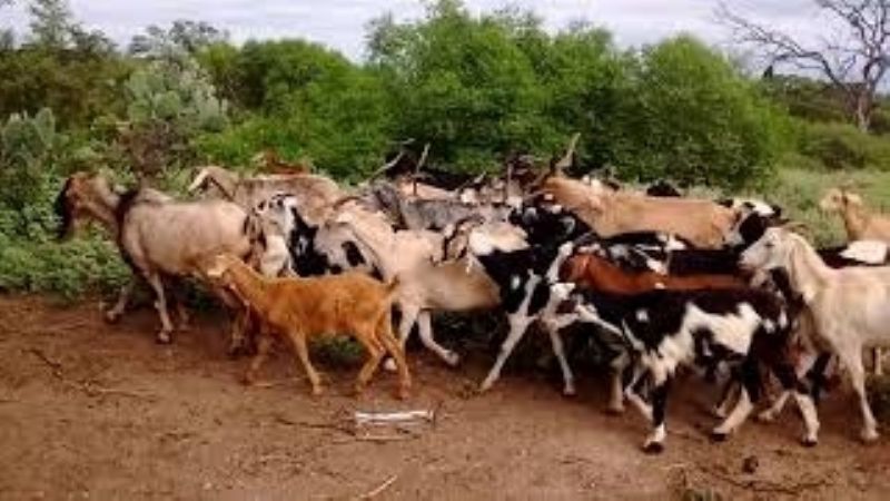 Marcas y señales, mañana en Ampolla