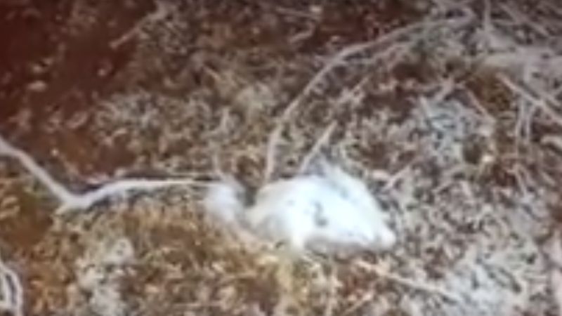 Junio llegó con nieve a Belén