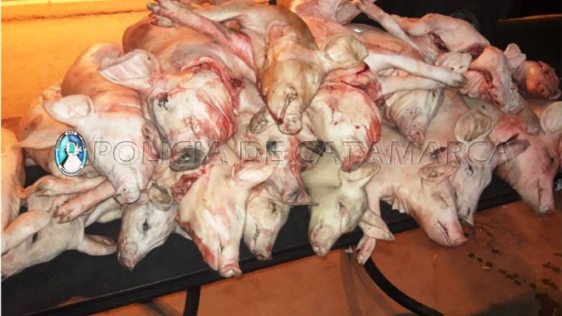Secuestran mercadería ilegal y 25 porcinos faenados