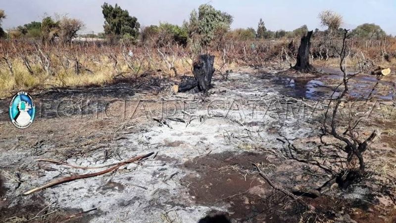 Detienen a un sexagenario por el incendio de varias hectáreas de viñedos