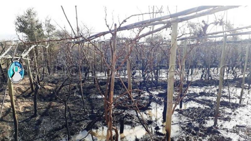 Detienen a un sexagenario por el incendio de varias hectáreas de viñedos