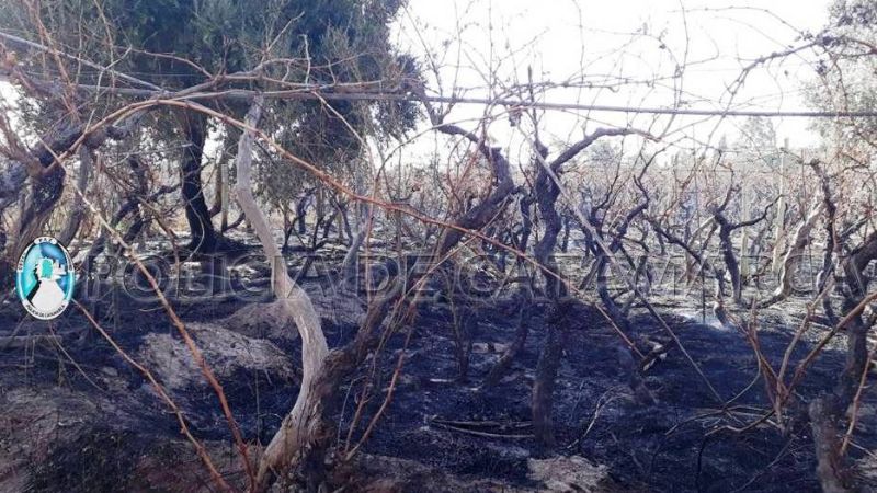Detienen a un sexagenario por el incendio de varias hectáreas de viñedos