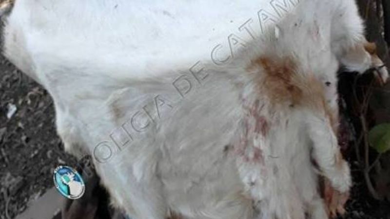 Robaron 17 animales, faenaron algunos y otros estaban atados