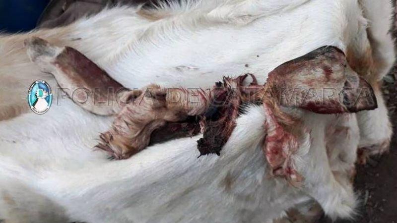 Robaron 17 animales, faenaron algunos y otros estaban atados