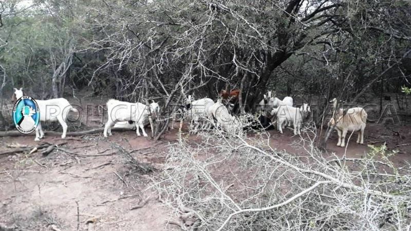 Robaron 17 animales, faenaron algunos y otros estaban atados