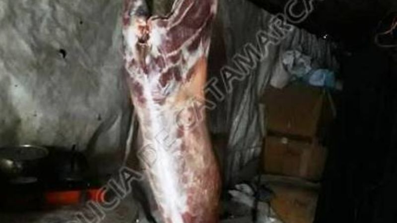 Robaron 17 animales, faenaron algunos y otros estaban atados