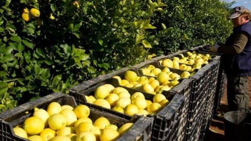 Catamarca y provincias del NOA no reciben cítricos del NEA