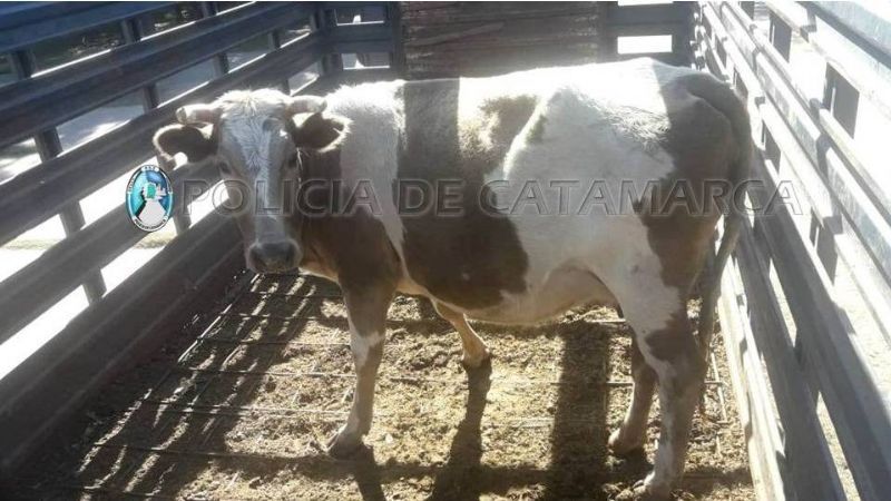 Secuestran animales sueltos en Valle Viejo