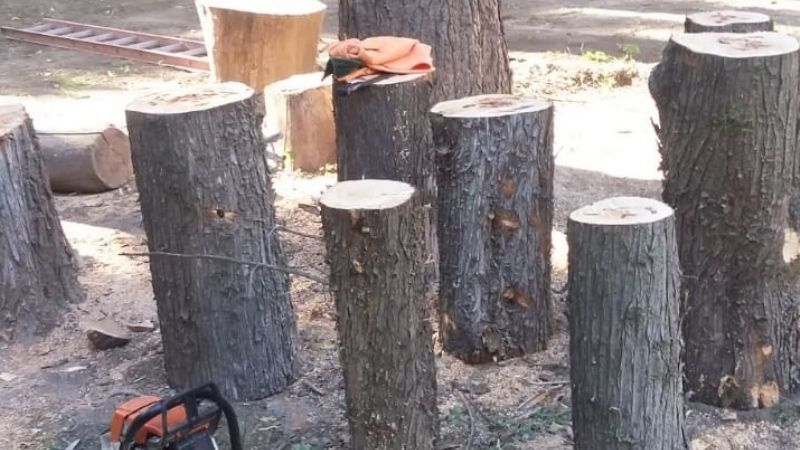 Defensa Civil podó árboles camino a El Jumeal