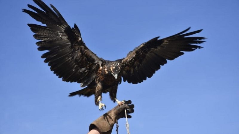 Liberan un águila mora