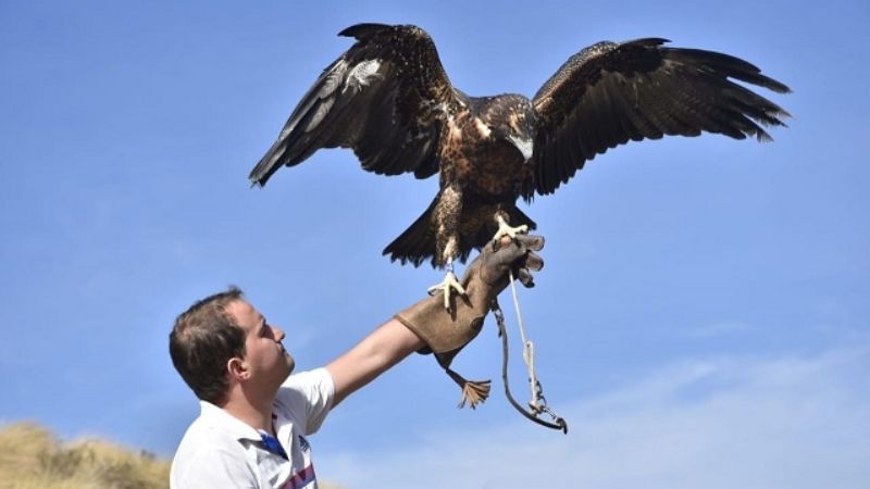 Liberan un águila mora