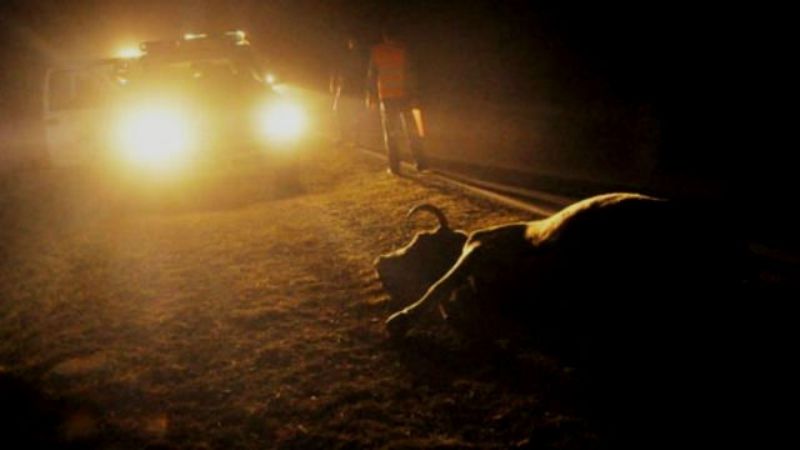 Chocó con una vaca en la ruta en Ancasti
