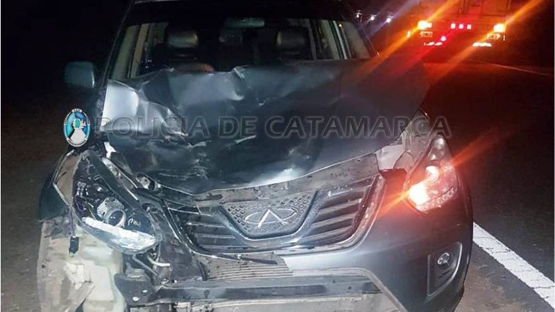 Otro accidente por animales en la ruta