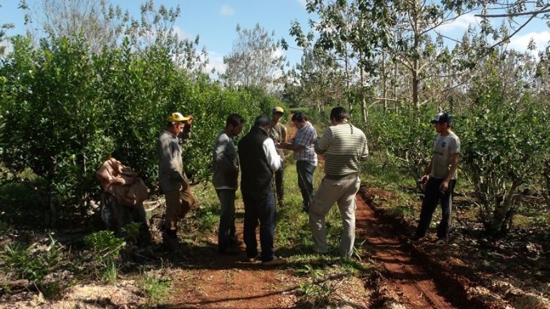 Despidos: empresa dejó a 17 trabajadores rurales en la calle