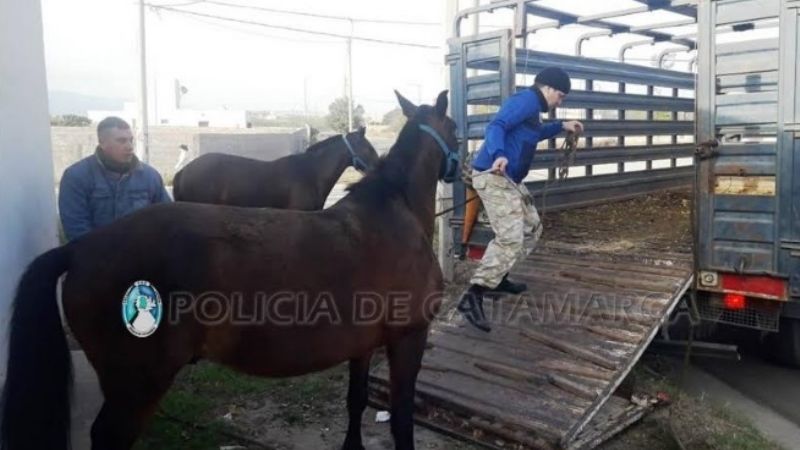 Secuestran animales sueltos