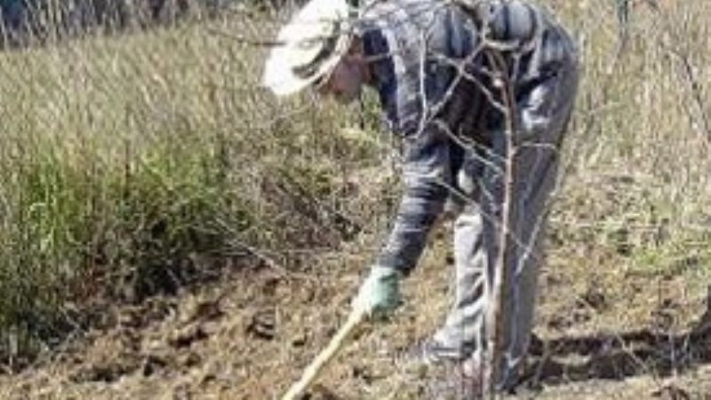 Sorprendieron a un sexagenario limpiando un terreno para ser usurpado