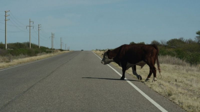Secuestran animales sueltos en Valle Viejo