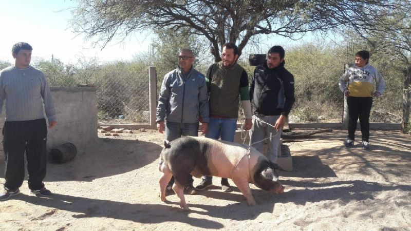 Mejora genética y de instalaciones de cría de porcinos en Recreo