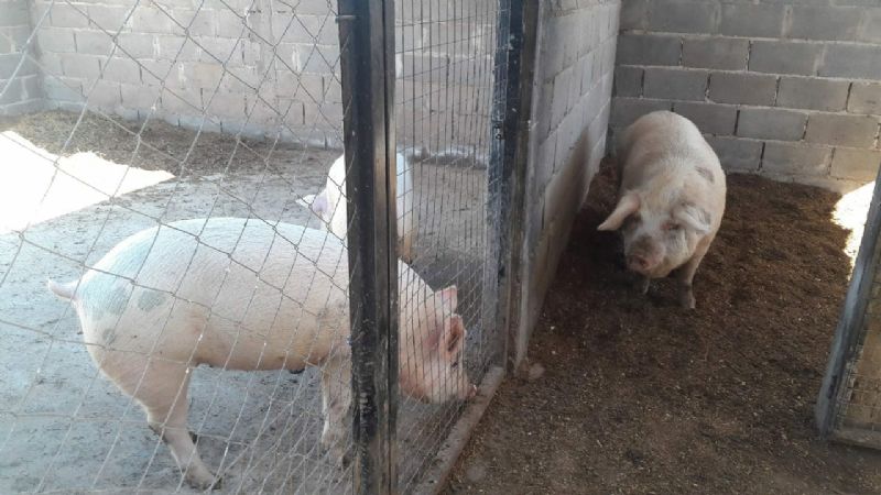 Mejora genética y de instalaciones de cría de porcinos en Recreo