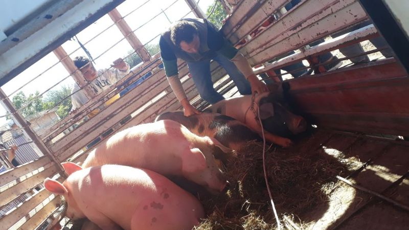 Mejora genética y de instalaciones de cría de porcinos en Recreo