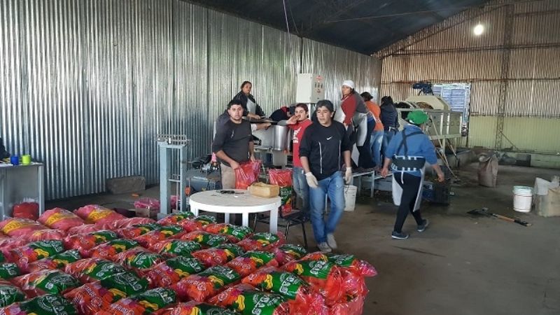 Prueba piloto de empaque de zanahoria