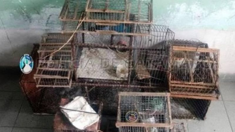 Secuestran tramperas