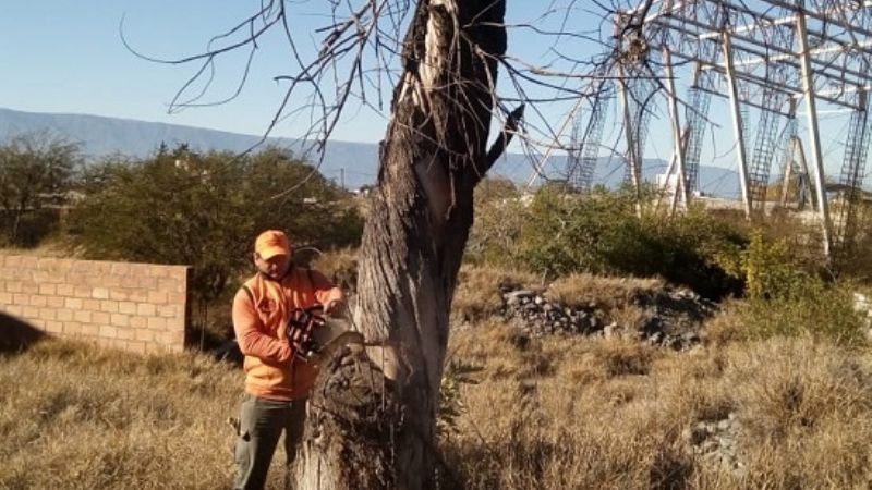 Retiran árbol de gran porte en el predio de la ex cárcel