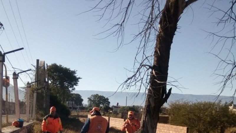 Retiran árbol de gran porte en el predio de la ex cárcel