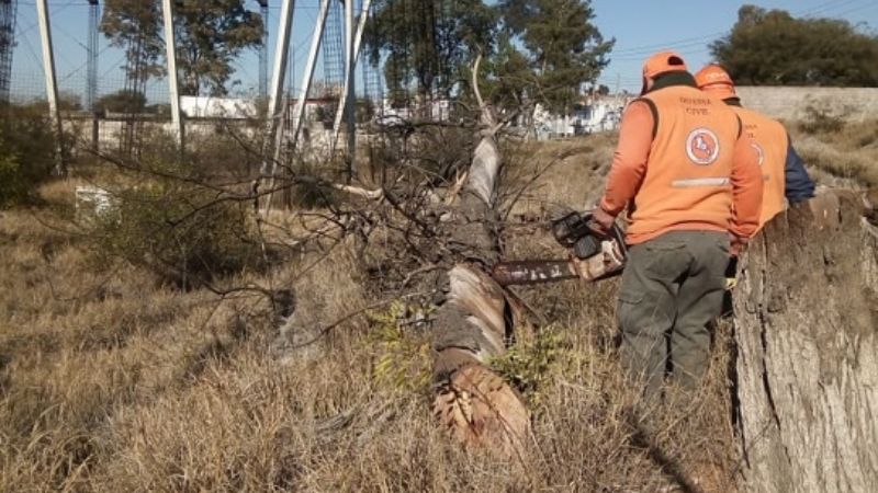 Retiran árbol de gran porte en el predio de la ex cárcel