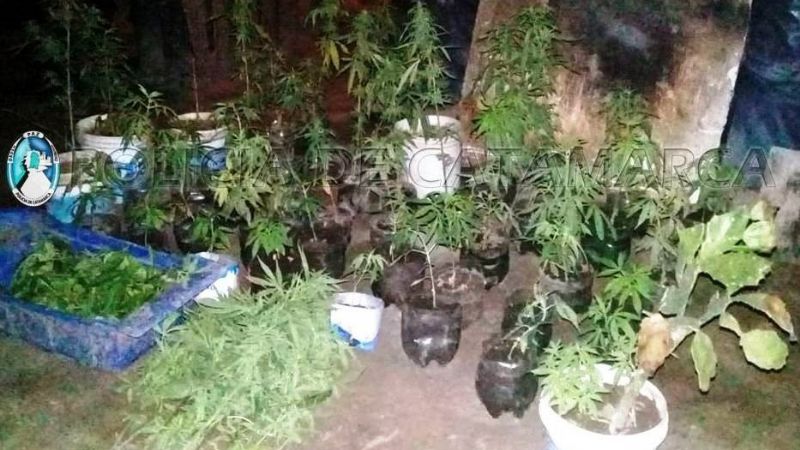 Secuestran 130 plantas de marihuana, un arma de fuego y otros elementos