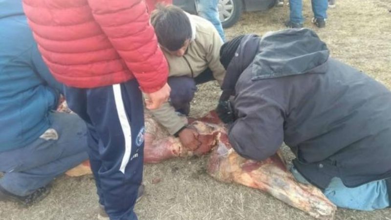 Volcó un camión frigorífico en San Luis y la gente se llevó la carne