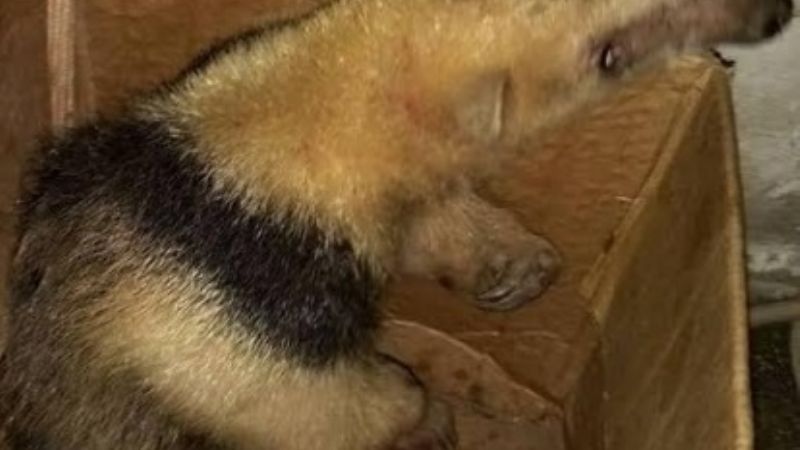 Encontró un oso melero en el patio de su casa