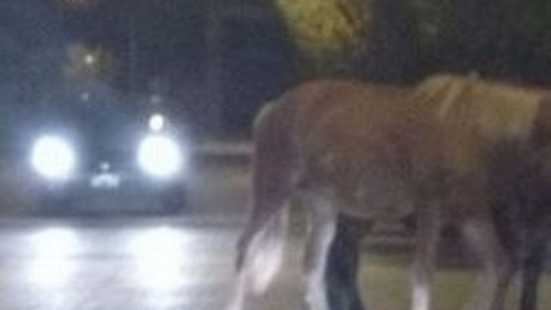 Secuestran un caballo suelto en Valle Viejo