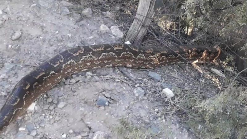 Una lampalagua asustó a caminantes de Piedra Blanca