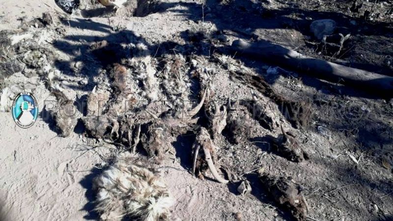 Robaron 60 animales, los faenaron y los vendieron