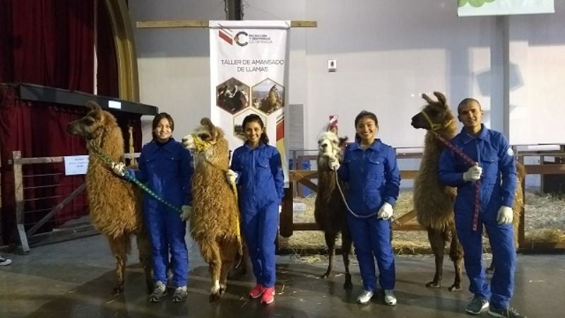 Las llamas salen a escena en la Rural