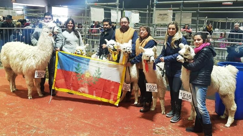 Llamas catamarqueñas, campeonas en la Rural de Palermo
