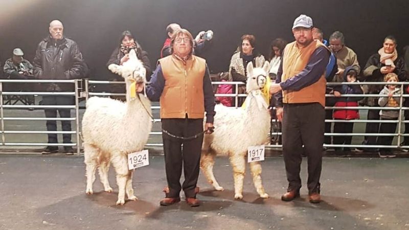 Llamas catamarqueñas, campeonas en la Rural de Palermo