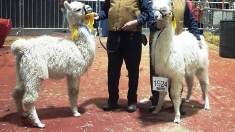 Llamas catamarqueñas, campeonas en la Rural de Palermo
