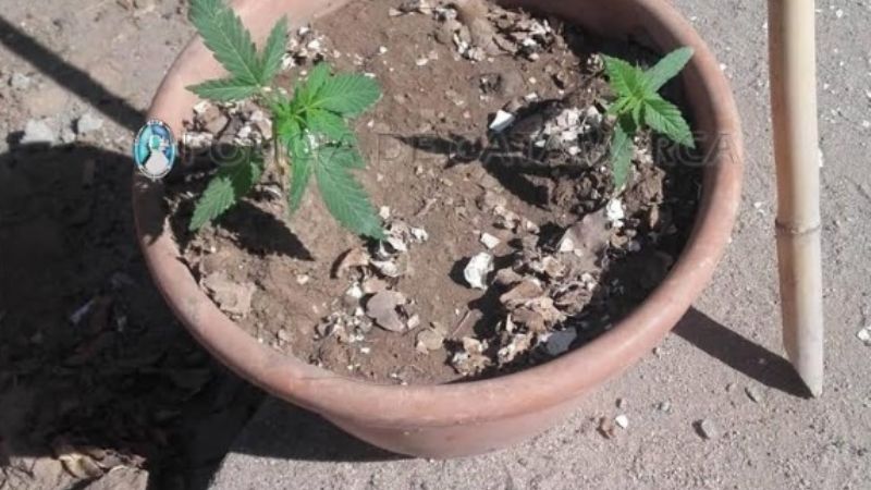 Buscaban cosas robadas, pero encontraron plantines de marihuana