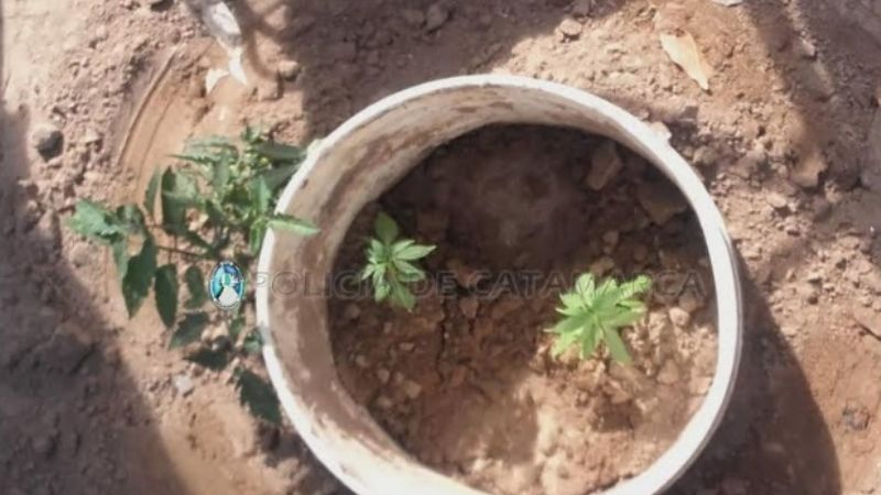 Buscaban cosas robadas, pero encontraron plantines de marihuana